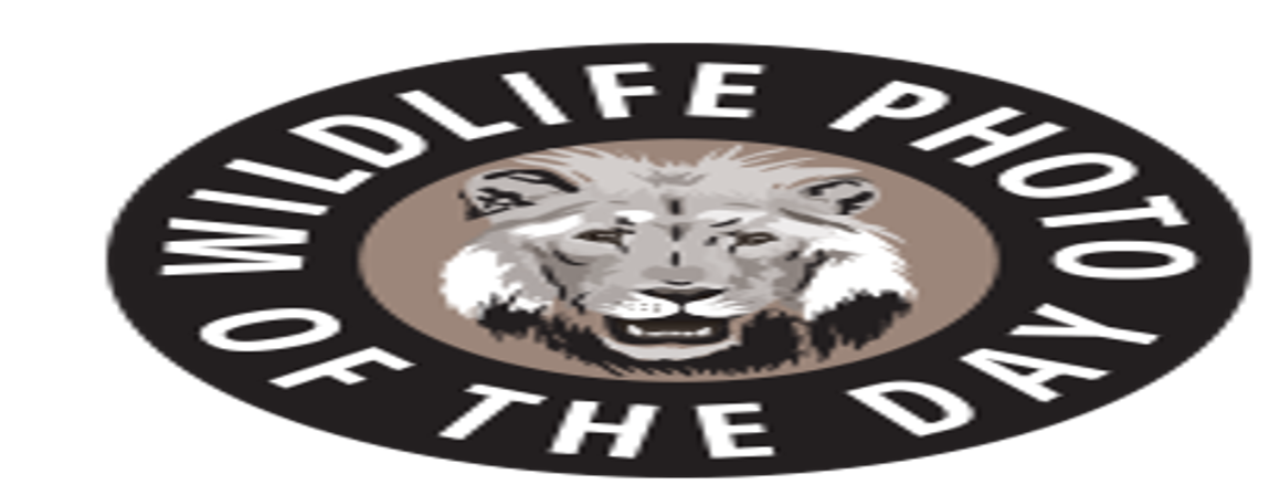 2017 Wildlife Photo Contest 2017 Wildlife Photo Contest - logo