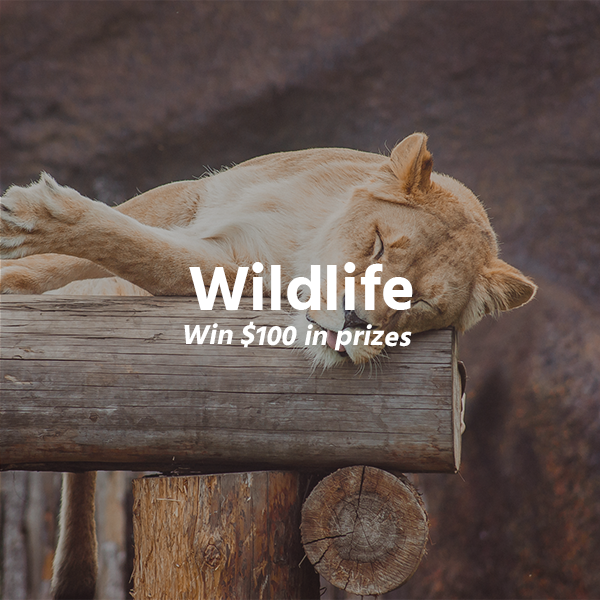 Wildlife Wildlife - logo