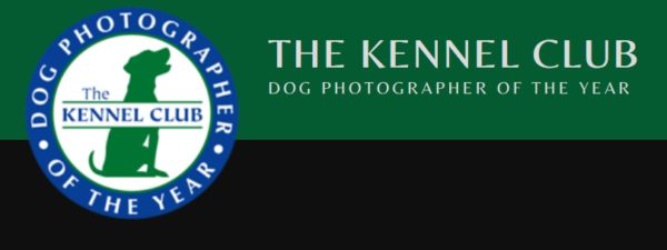 Photography competition Dog Photographer of the Year 2019