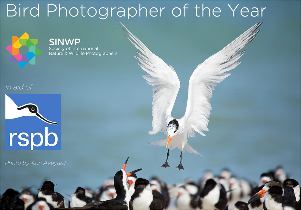 SINWP Bird Photographer of the Year 2019 in aid of RSPB SINWP Bird Photographer of the Year 2019 in aid of RSPB - logo