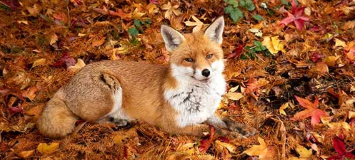 RSPCA Young Photographer Awards 2019 RSPCA Young Photographer Awards 2019 - logo