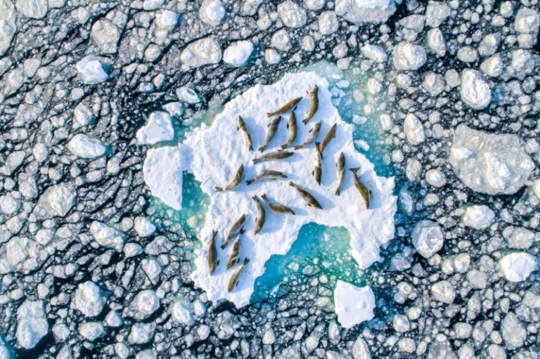  Wildlife 2019 Winner, Crabeater Seals on Ice By Florian Ledoux