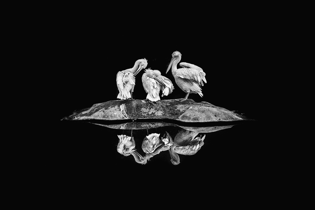 1ST PLACE - Black & White Nature and Wildlife PHOTO of the Year 2019, Reflection - Daria Huxley