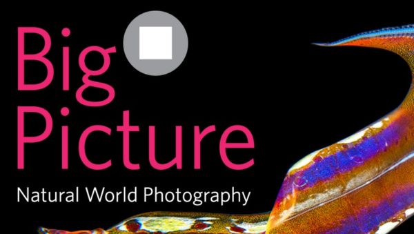 BigPicture Natural World Photography Competition 2020
