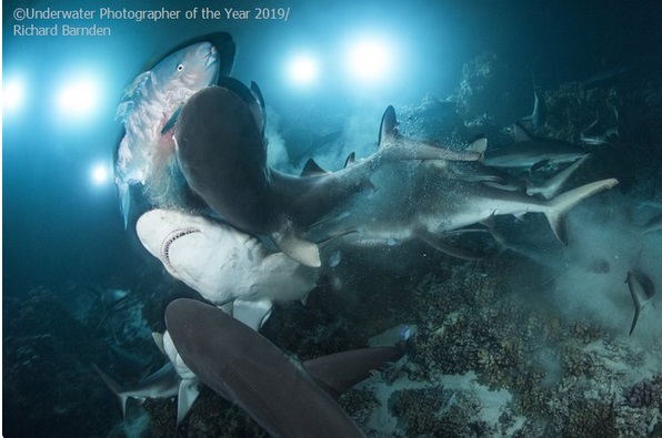 Underwater Photographer of the Year 2020