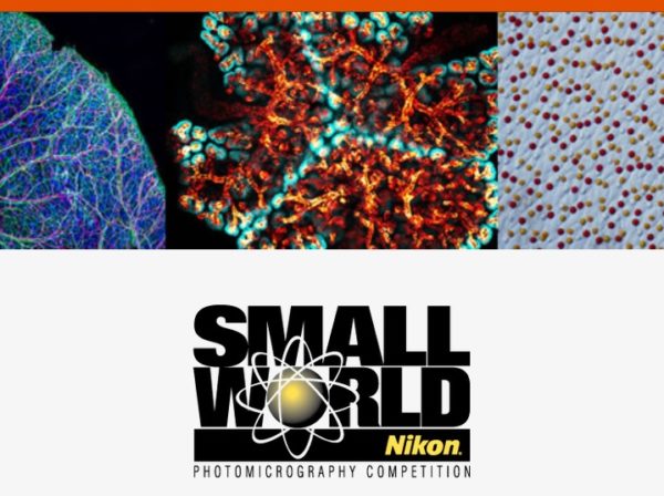 Nikon Small World Competition 2020