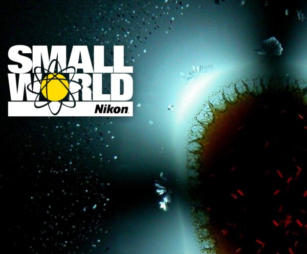 Nikon Small World Competition 2021