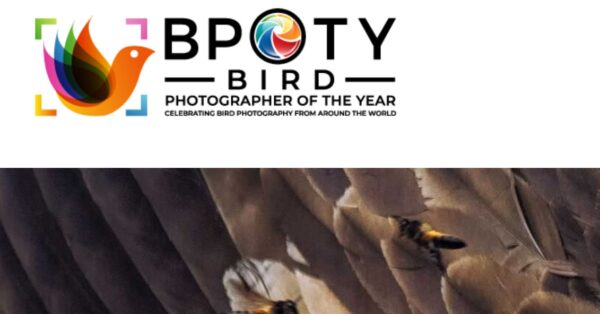Bird Photographer of the Year 2021