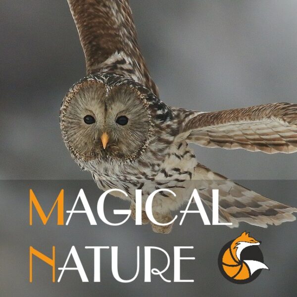 Magical Nature