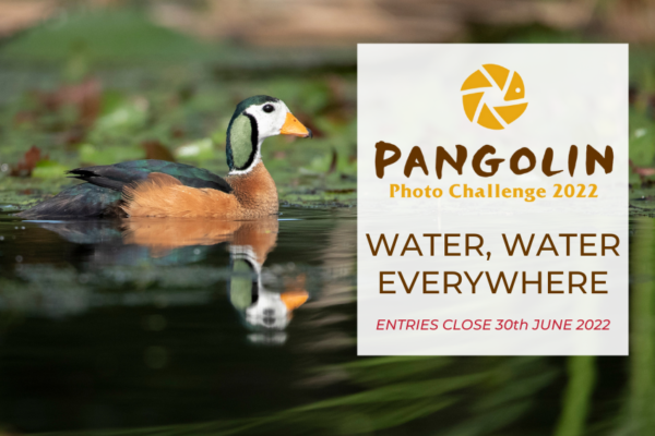 Water water everywhere - Pangolin Photo Challenge