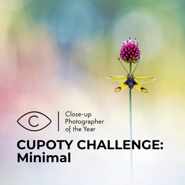 CUPOTY CHALLENGE: Minimal