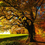 Focus: Trees and Water
