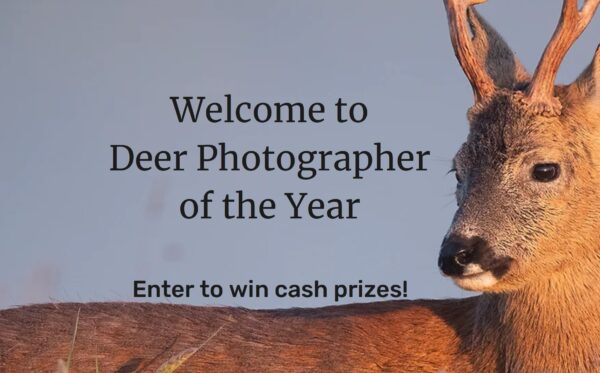 Deer Photographer of the Year 2023