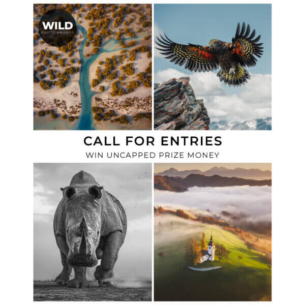 The WILD Photo Awards