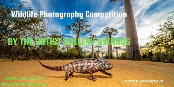 Wildlife Photography Contest 2024 by The Artist Gallery Awards