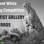 Black and White Photography Contest 2024 by The Artist Gallery Awards