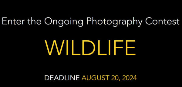 The Wild Voyage | Wildlife Photography Contest