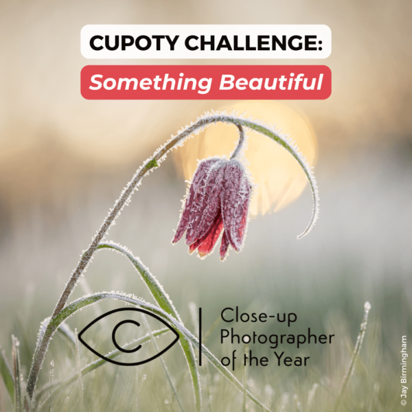 CUPOTY CHALLENGE: Something Beautiful