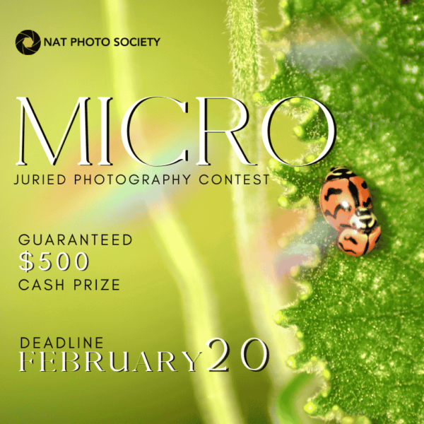 Minuscule Magics | 1st Micro Photography Contest