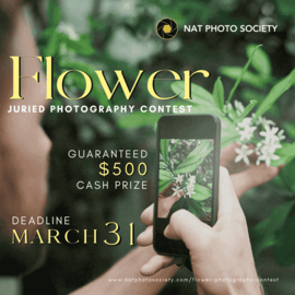 The Art of Flowers | 1st Flower Photography Contest