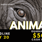 Fur, Feathers, and Frame-worthy | 1st Animal Photography Contest