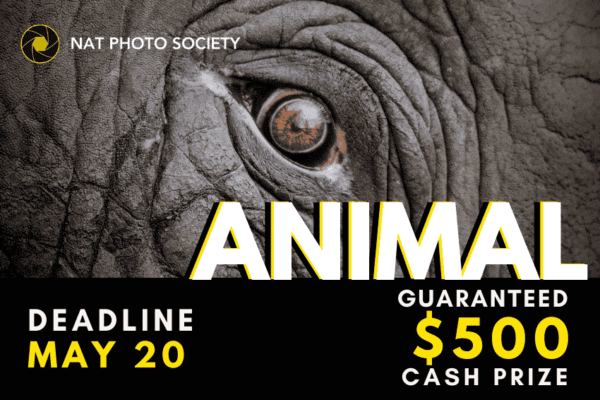 Photography competition Fur, Feathers, and Frame-worthy | 1st Animal Photography Contest Fur, Feathers, and Frame-worthy | 1st Animal Photography Contest