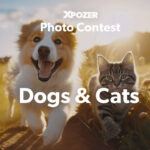 Xpozer Dogs & Cats Photo Contest