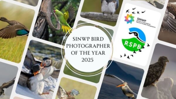 Photography competition SINWP Bird Photographer of the Year 2025 in aid of RSPB