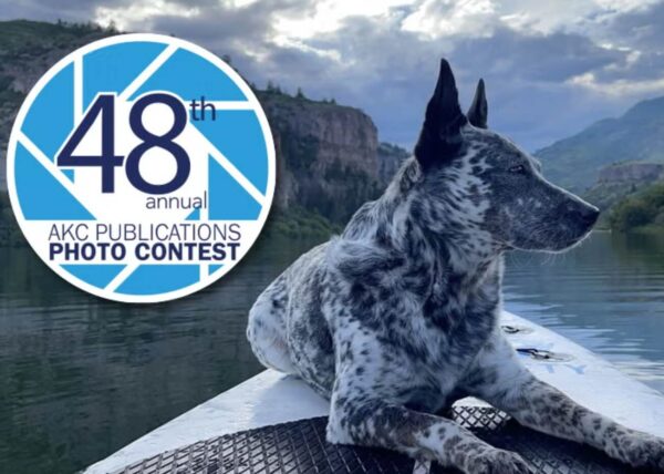 AKC Photo Contest