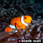 Moments of Color by Blank Wall Gallery