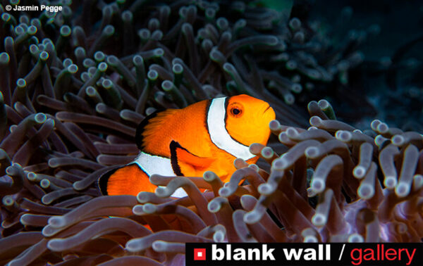 Moments of Color by Blank Wall Gallery