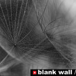 Still Life by Blank Wall Gallery